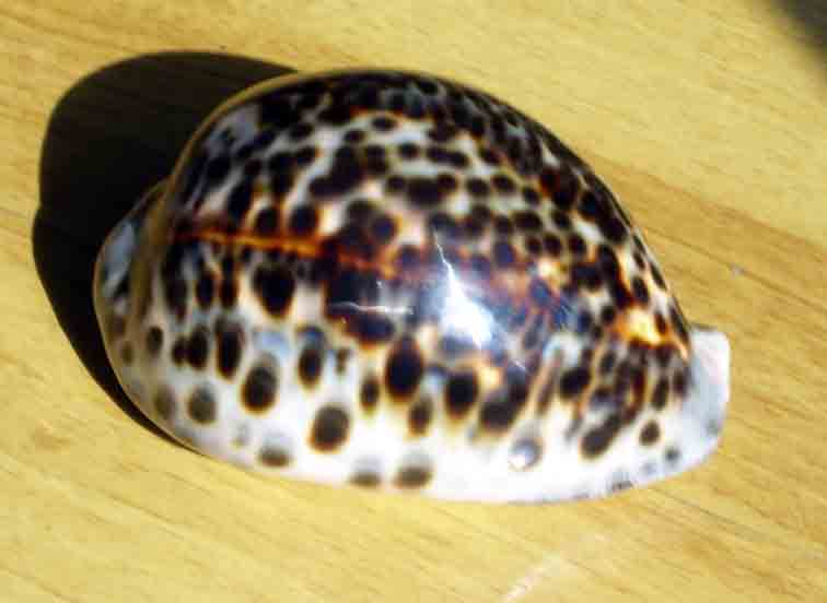 虎皮斑纹贝.jpg